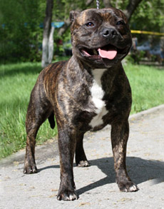 стаффордширский бультерьер